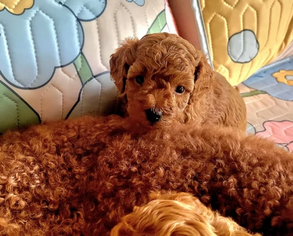 meraviglioso per adozione cuccioli di barboncini toy | Foto 1