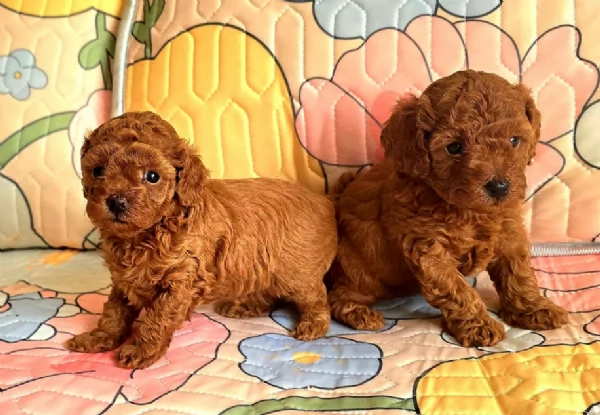 meraviglioso per adozione cuccioli di barboncini toy | Foto 0