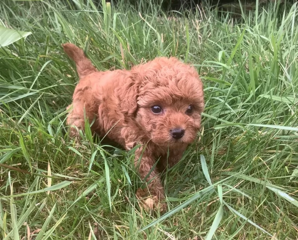 meraviglioso per adozione cuccioli di barboncini toy | Foto 5