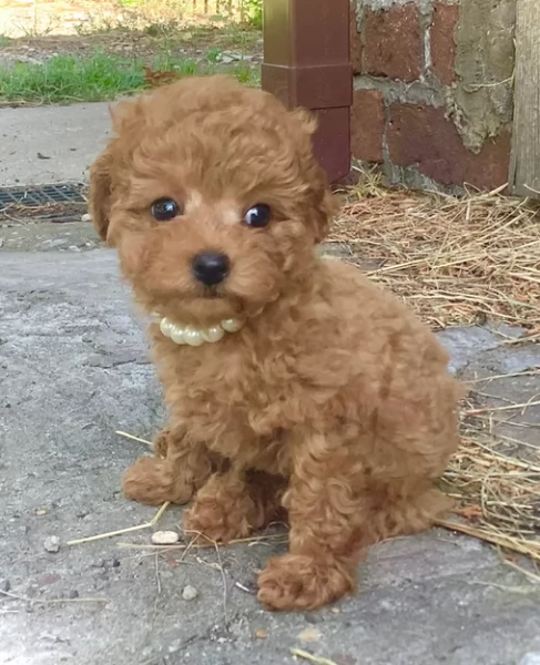 meraviglioso per adozione cuccioli di barboncini toy | Foto 4