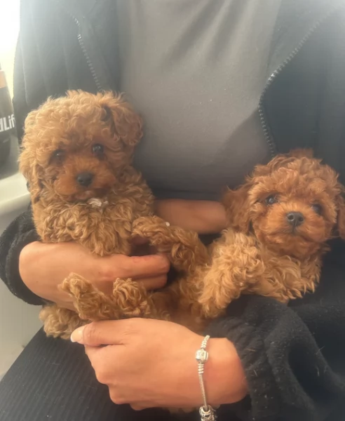 meraviglioso per adozione cuccioli di barboncini toy