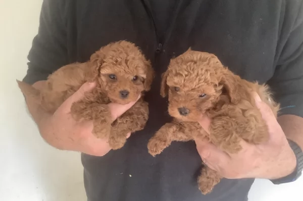 meraviglioso per adozione cuccioli di barboncini toy | Foto 3