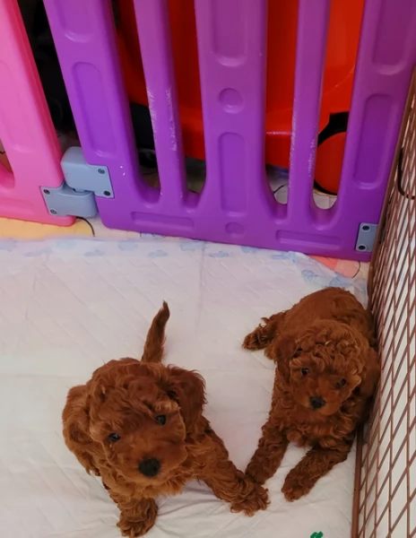 meraviglioso per adozione cuccioli di barboncini toy | Foto 2