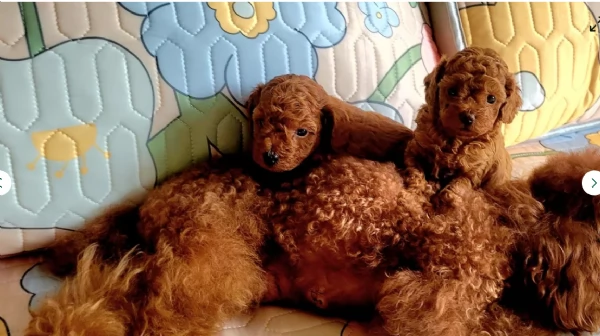 meraviglioso per adozione cuccioli di barboncini toy | Foto 1