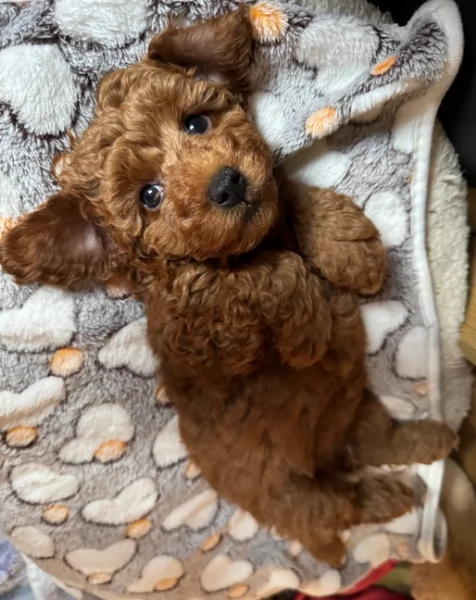 meraviglioso per adozione cuccioli di barboncini toy | Foto 6