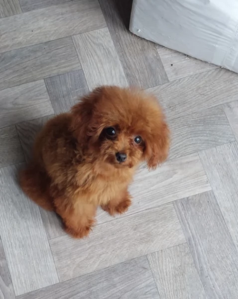 meraviglioso per adozione cuccioli di barboncini toy | Foto 5