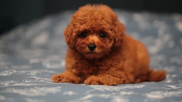 meraviglioso per adozione cuccioli di barboncini toy | Foto 0