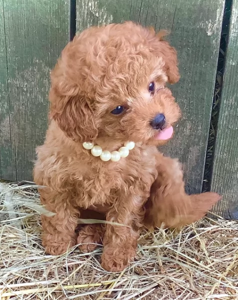 meraviglioso per adozione cuccioli di barboncini toy | Foto 5