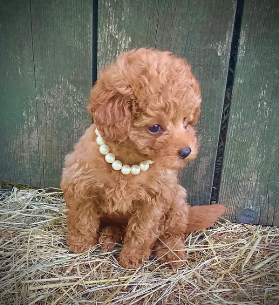 meraviglioso per adozione cuccioli di barboncini toy | Foto 4