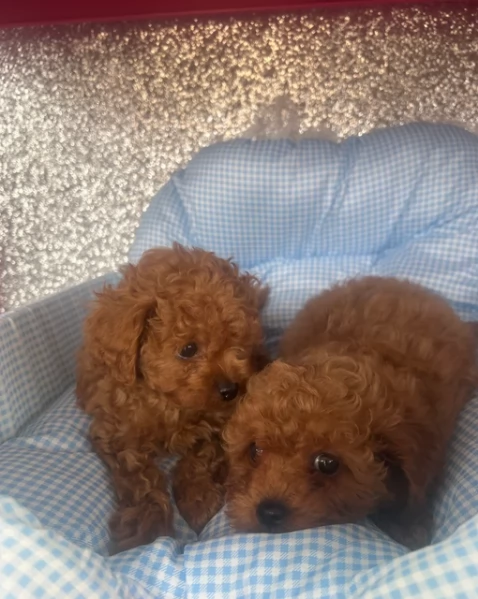 meraviglioso per adozione cuccioli di barboncini toy