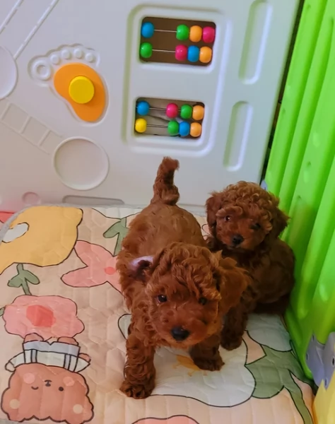 meraviglioso per adozione cuccioli di barboncini toy | Foto 2