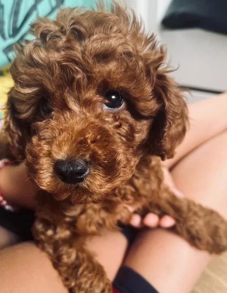 meraviglioso per adozione cuccioli di barboncini toy | Foto 0