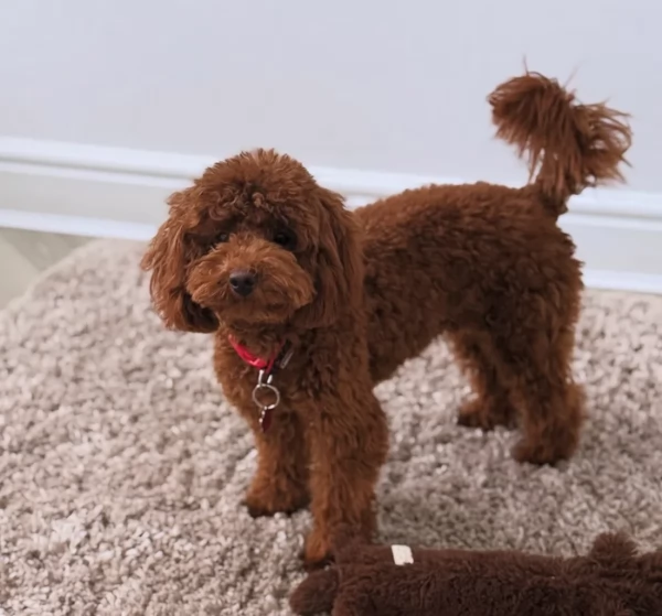 meraviglioso per adozione cuccioli di barboncini toy | Foto 4