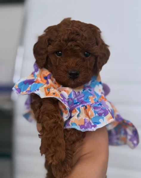 meraviglioso per adozione cuccioli di barboncini toy | Foto 3