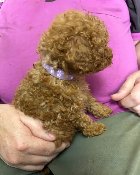 meraviglioso per adozione cuccioli di barboncini toy