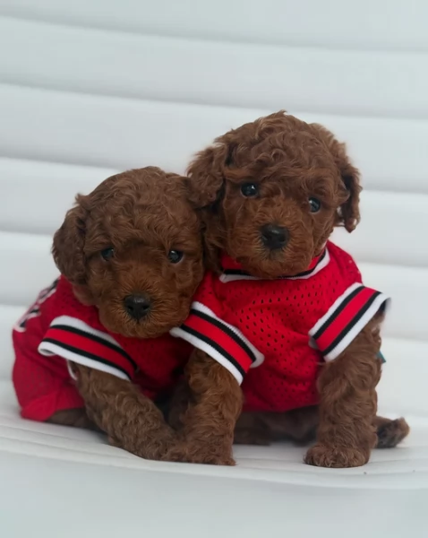 meraviglioso per adozione cuccioli di barboncini toy | Foto 1