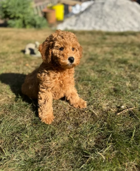 meraviglioso per adozione cuccioli di barboncini toy | Foto 5
