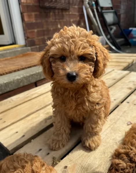 meraviglioso per adozione cuccioli di barboncini toy | Foto 4