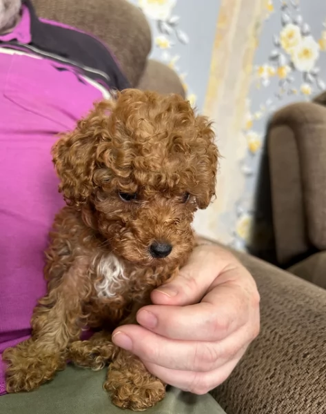 meraviglioso per adozione cuccioli di barboncini toy | Foto 3