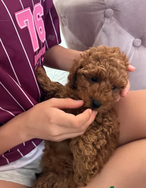 meraviglioso per adozione cuccioli di barboncini toy | Foto 1