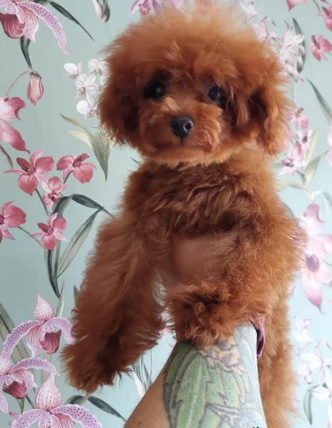 meraviglioso per adozione cuccioli di barboncini toy | Foto 2