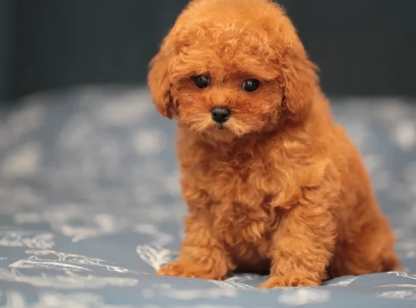 meraviglioso per adozione cuccioli di barboncini toy | Foto 6