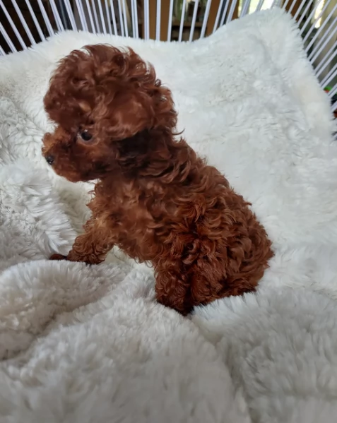 meraviglioso per adozione cuccioli di barboncini toy | Foto 4