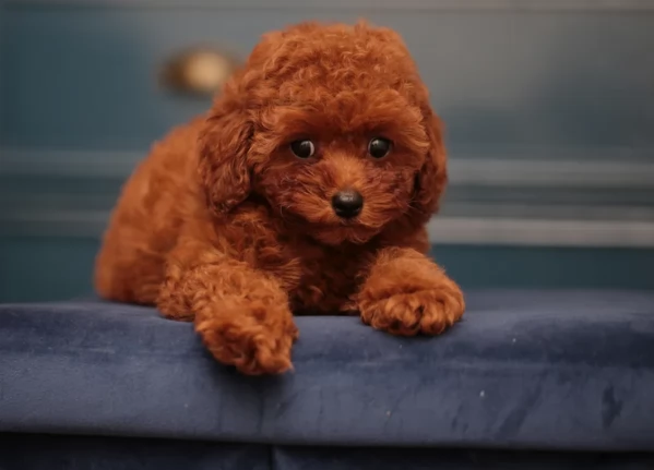 meraviglioso per adozione cuccioli di barboncini toy | Foto 3