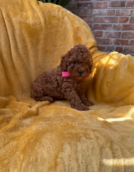 meraviglioso per adozione cuccioli di barboncini toy | Foto 0