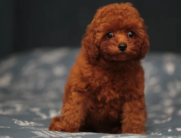 meraviglioso per adozione cuccioli di barboncini toy | Foto 6