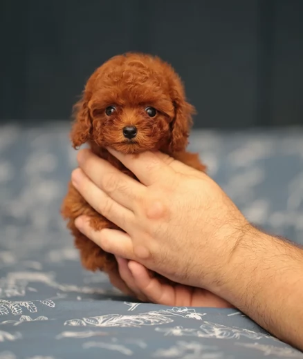 meraviglioso per adozione cuccioli di barboncini toy | Foto 4