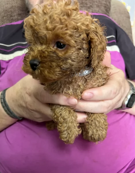 meraviglioso per adozione cuccioli di barboncini toy | Foto 4