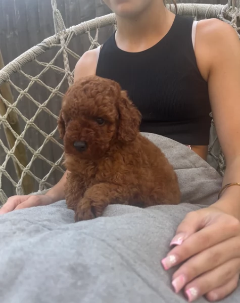 meraviglioso per adozione cuccioli di barboncini toy