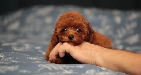 meraviglioso per adozione cuccioli di barboncini toy | Foto 5