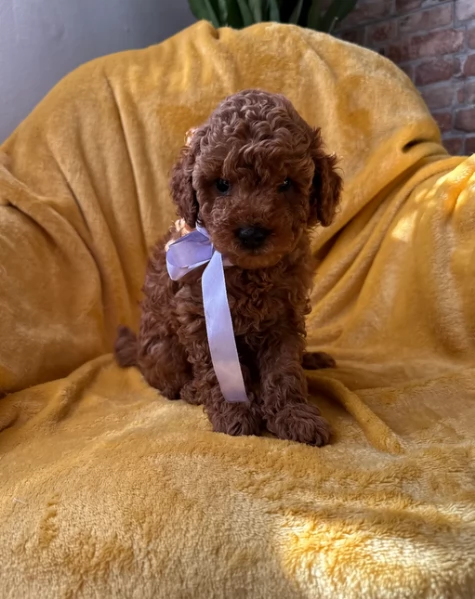 meraviglioso per adozione cuccioli di barboncini toy | Foto 4