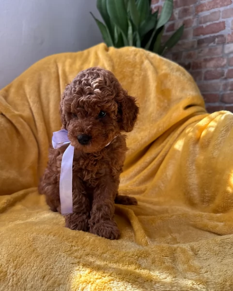 meraviglioso per adozione cuccioli di barboncini toy | Foto 2