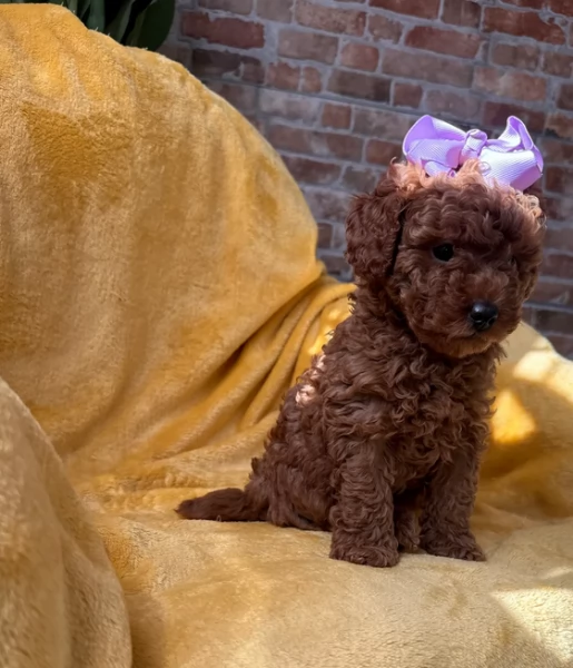 meraviglioso per adozione cuccioli di barboncini toy | Foto 1