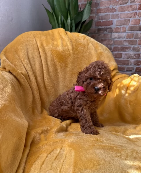 meraviglioso per adozione cuccioli di barboncini toy | Foto 0