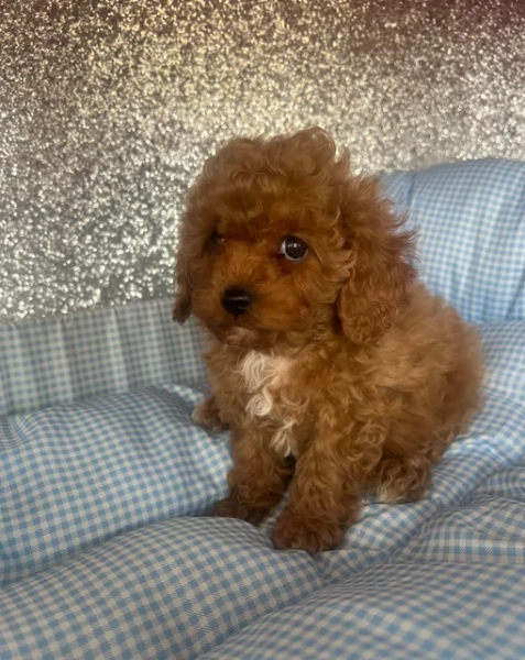 meraviglioso per adozione cuccioli di barboncini toy | Foto 6