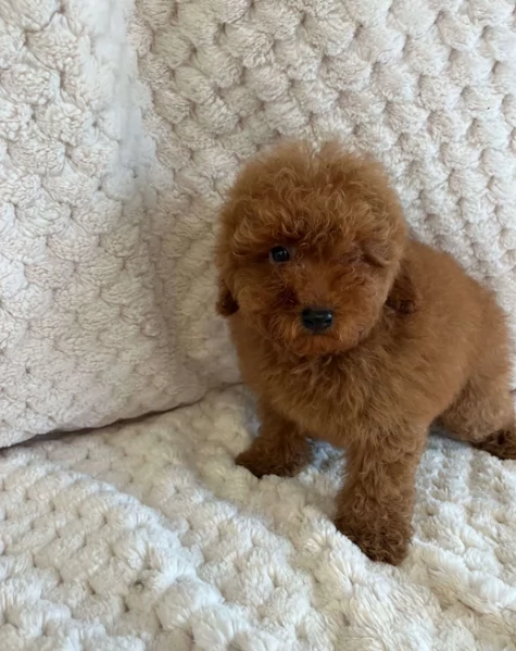 meraviglioso per adozione cuccioli di barboncini toy