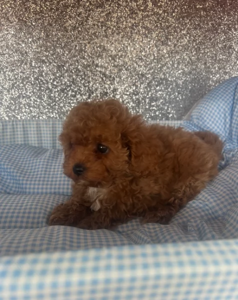 meraviglioso per adozione cuccioli di barboncini toy | Foto 3