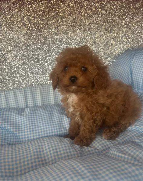 meraviglioso per adozione cuccioli di barboncini toy | Foto 2