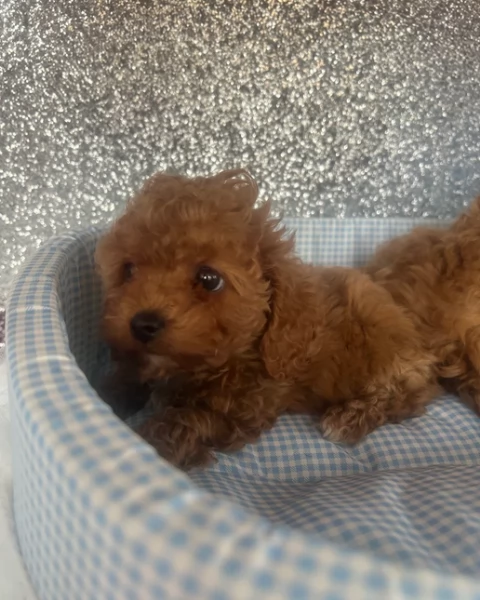 meraviglioso per adozione cuccioli di barboncini toy | Foto 1