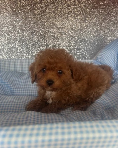 meraviglioso per adozione cuccioli di barboncini toy | Foto 0