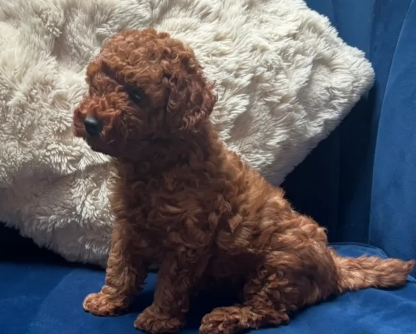 meraviglioso per adozione cuccioli di barboncini toy | Foto 6