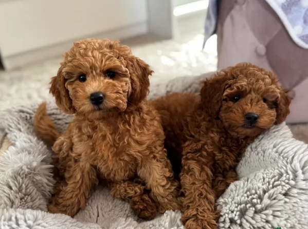 meraviglioso per adozione cuccioli di barboncini toy | Foto 5