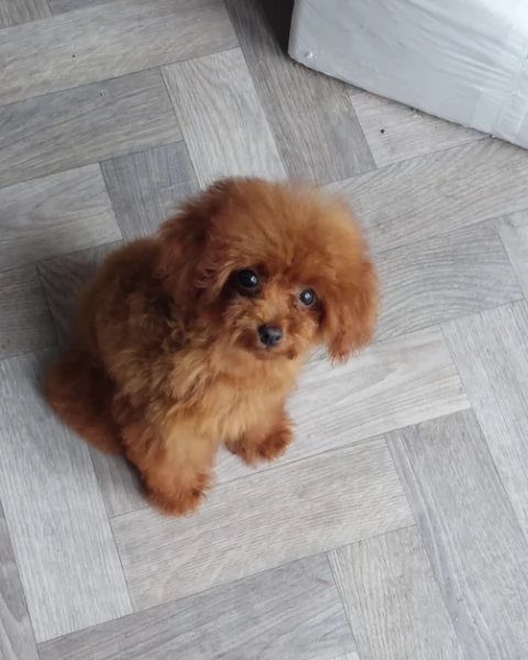 meraviglioso per adozione cuccioli di barboncini toy | Foto 4