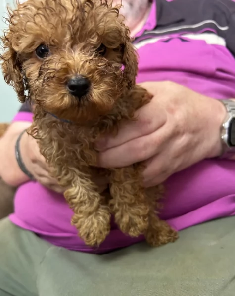 meraviglioso per adozione cuccioli di barboncini toy | Foto 6