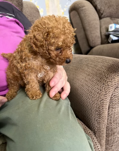 meraviglioso per adozione cuccioli di barboncini toy | Foto 4