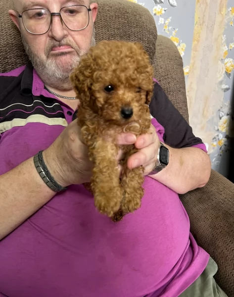 meraviglioso per adozione cuccioli di barboncini toy | Foto 3